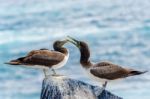 Juvenile Nazca Booby In Galapagos Stock Photo