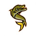 Northern Pike Sports Mascot Stock Photo