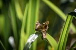 Speckled Wood Butterfly (pararge Aegeria) Stock Photo