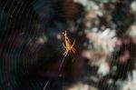 Spider On The Web In Pine Garden Stock Photo