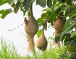 Baya Weaver Bird Nest Stock Photo