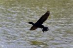 Beautiful Image Of A Cormorant Landing To Lake Stock Photo