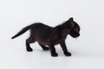 Cute Kitty Balck Cat Playing On White Background Stock Photo