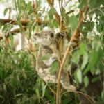 Koala In A Eucalyptus Tree Stock Photo