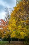 Autumnal Colours  Of A Maple Tree In East Grinstead Stock Photo