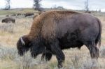 American Bison (bison Bison) Stock Photo