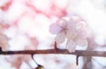 Cherry Blossom With Soft Focus, Sakura Season Background In Spring Stock Photo