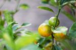 Orange On Planted Stock Photo