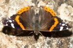 Painted Lady (vanessa Cardui) Stock Photo