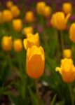 Colorful Tulips Field Stock Photo