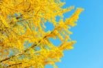 Ginkgo Leaves Stock Photo