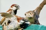 Three Swallows Stock Photo