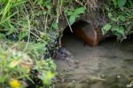 European Water Vole (arvicola Amphibius) Stock Photo