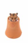 Hamster (syrian Hamster) In Clay Pot On White Background Stock Photo