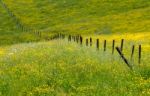 Yellow Meadow Stock Photo