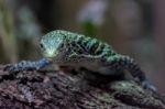 Emerald Tree Monitor (varanus Prasinus) At The Bioparc Fuengirol Stock Photo