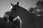 Horse In The Paddock Stock Photo