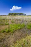 Small Patch Of Trees And Pond Stock Photo