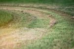 Lawn Trimmed In Garden Stock Photo