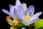 Purple Flowers Of Monochoria Hastata (l.) Solms Stock Photo