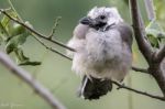 Euraasian Jay Stock Photo