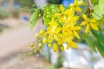 Golden Shower Stock Photo