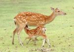 Young Sika Deer Stock Photo