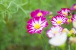 Purple Cosmos With Refreshing Stock Photo