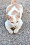 White Thai Cat Sitting On The Gravel Stock Photo