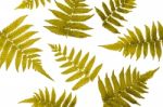 Fern Leaves On White Background Stock Photo