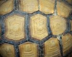 Turtle Shell Stock Photo