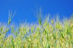 Green Wheat Field Stock Photo