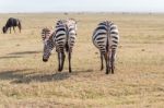 Zebras In Serengeti National Park Stock Photo