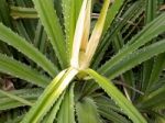 Young Shoots Of Screw Pine Stock Photo