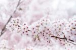 Cherry Blossom With Soft Focus, Sakura Season In Korea,background Stock Photo