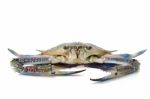 Blue Crab Stock Photo