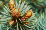 Emerging Fir Cone Stock Photo