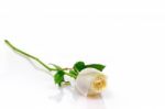 White Rose Stock Photo