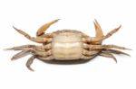 Field Crab Stock Photo