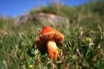 Toadstool Stock Photo