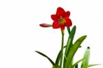 Beautiful Red Lily  Stock Photo