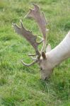 Fallow Deer (dama Dama) Stock Photo