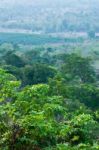 Top View Of Tropical Forest With Young Leaf Stock Photo