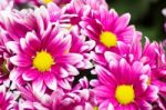 Gerbera Flower Of The Daisy Family Stock Photo