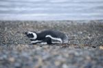 Sleep Penguin Stock Photo