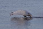 Beautiful Picture With A Powerful Swan's Take Off Stock Photo