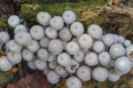 Mushrooms Growing On A Live Tree In The Forest Stock Photo