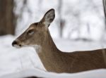 Beautiful Isolated Image With A Wild Deer In The Snowy Forest Stock Photo