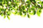 Fresh Green Leaves Stock Photo