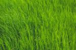 Open Field With Green Grass Stock Photo